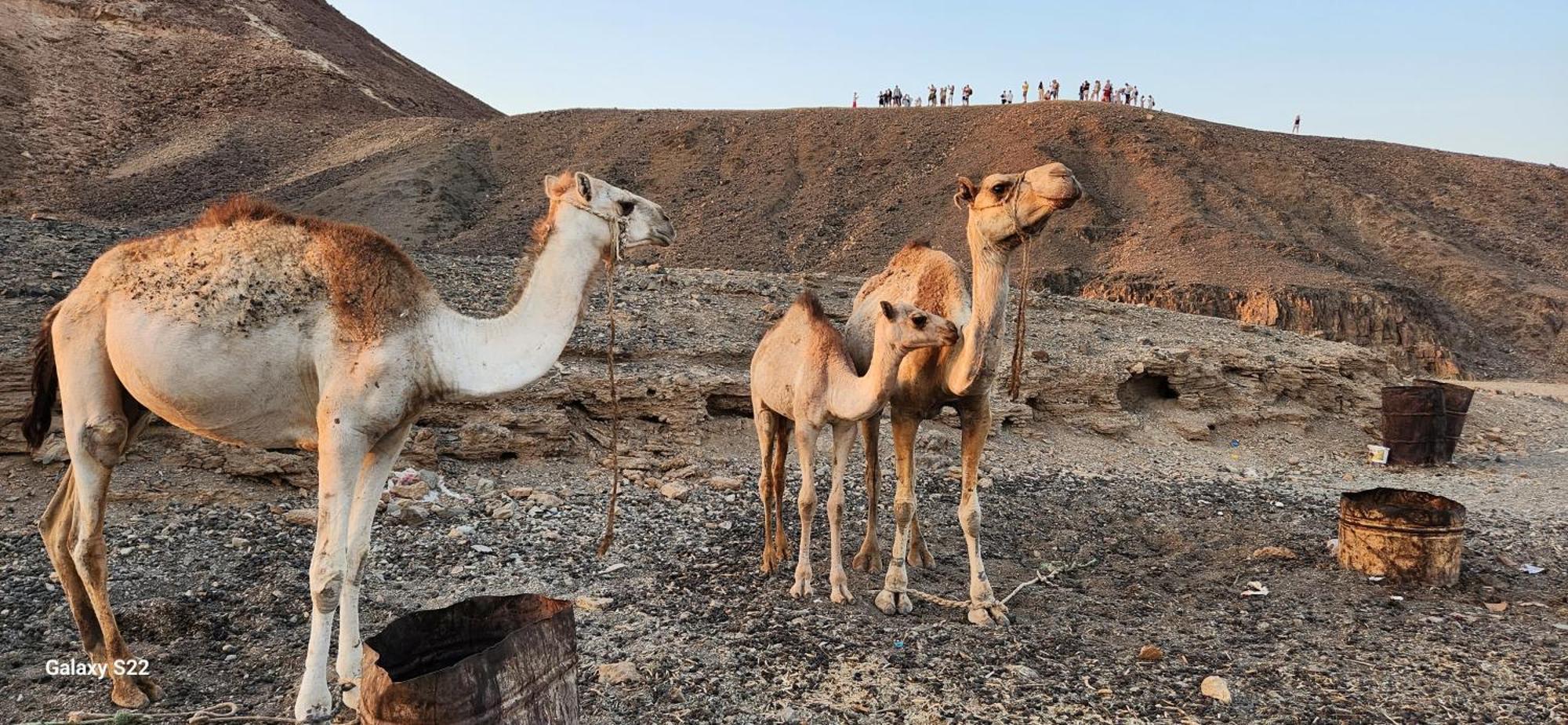 Rayhana Guest House Marsa Alam エクステリア 写真